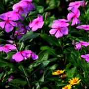 长春花图片头像，长寿花图片大全大图