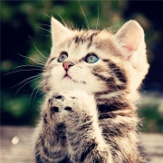 猫咪图片大全可爱头像，多种风格的萌萌的小猫咪头像