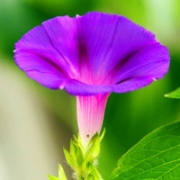 牵牛花头像图片大全，最新唯美的牵牛花小清新头像