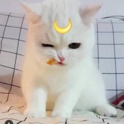 可爱猫咪qq头像图片大全， 猫的微信头像可爱