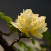 月季花头像图片大全，月