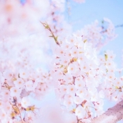 适合做头像的花朵图片，