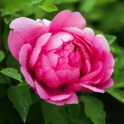 牡丹花头像图片大全，适合做微信头像最美牡丹花