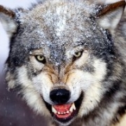 狼图片大全大图霸气，狼图片霸气图手机壁纸