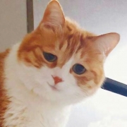 萌宠头像大全可爱，又萌又可爱的宠物头像