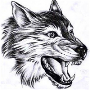 最凶猛帅的狼的动物图片头像，超级霸气