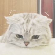 微信头像萌宠，敲好看可爱萌宠微信头像