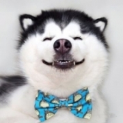 二哈搞笑图片头像，治愈系可爱萌宠二哈头像