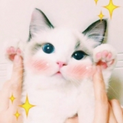 猫的头像图片，敲可爱的猫咪头像