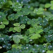 四叶草头像唯美清纯，四叶草清新的微信头像