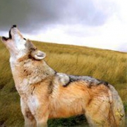 狼的头像图片大全，以狼为形象的微信动物头像