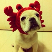 可爱沙皮狗头像，沙皮狗系列可爱好玩的头像