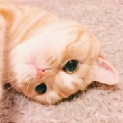 萌猫图片做qq头像，超有个性的可爱小猫咪微信