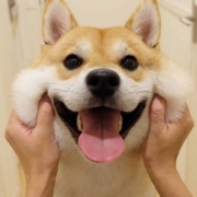 可爱萌宠qq头像，萌宠头像大全可爱调皮可爱