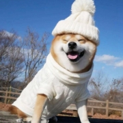 柴犬微笑图片头像大全，微笑柴犬超可爱头像