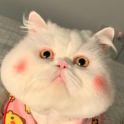 可爱胖猫咪头像，胖乎乎的猫咪图片