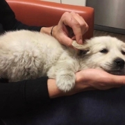 人抱萌宠头像图片，无法阻挡的可爱动物系头像