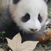 可爱到憨的动物头像，好看的头像可爱呆萌小动物