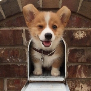 可爱狗狗wink头像图片，ins狗狗头像