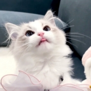 情侣动物头像专用，超可爱的萌宠动物情头