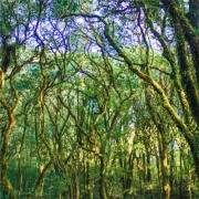 热带雨林头像图片，森系森林风景头像