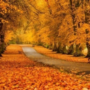 林间小道头像，干净有意境的头像