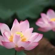 适合父母用的微信头像，父母辈喜欢的头像