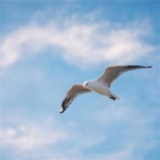 风水图片招带来好运头像，风水好运最好图片大