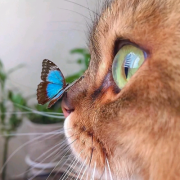 温柔治愈动物头像，高级感动物头像