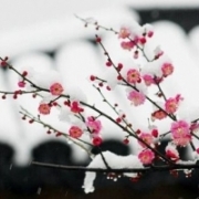 微信头像梅花图片大全，傲雪寒梅头像高清图片