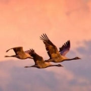 大雁头像图片大全集，鸿雁最美照片