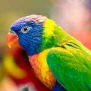 鹦鹉头像图片大全，呆萌鹦鹉图片