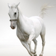 马的微信头像图片大全，最漂亮的马微信头像