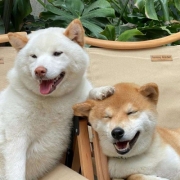 可爱cp头像一左一右动物，萌宠情侣头像一左一右