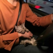 抱猫的高冷男生头像，猫控男生头像帅爆