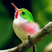 翠鸟的图片头像，翠鸟图片高清大图