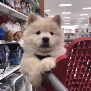 小动物萌萌哒头像图片真实，动物头像图片可爱