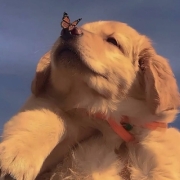 萌宠图像可爱头像，萌宠头像大全可爱图片