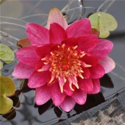 60岁老人微信头像，低调又高雅的微信头像