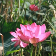 适合中年妈妈用的微信头像，中年女人高雅风景