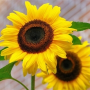 最吉利的花草微信头像，一生好运的微信头像花