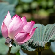 适合老年人的图片头像，