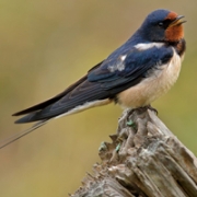 燕子头像图片大全，燕字专属头像图片