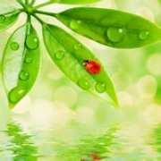 微信绿叶头像，叶子头像图片大全