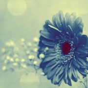 个性鲜花头像唯美，鲜花头像图片大全