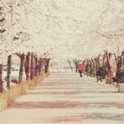 唯美意境樱花微信头像，好看的樱花头像