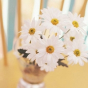 小清新意境静物头像唯美图片，静物头像干净简单