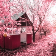 唯美风景头像樱花，樱花风景图片