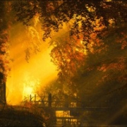 微信头像风景树，风景树的图片