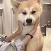 对象不是人系列头像可爱